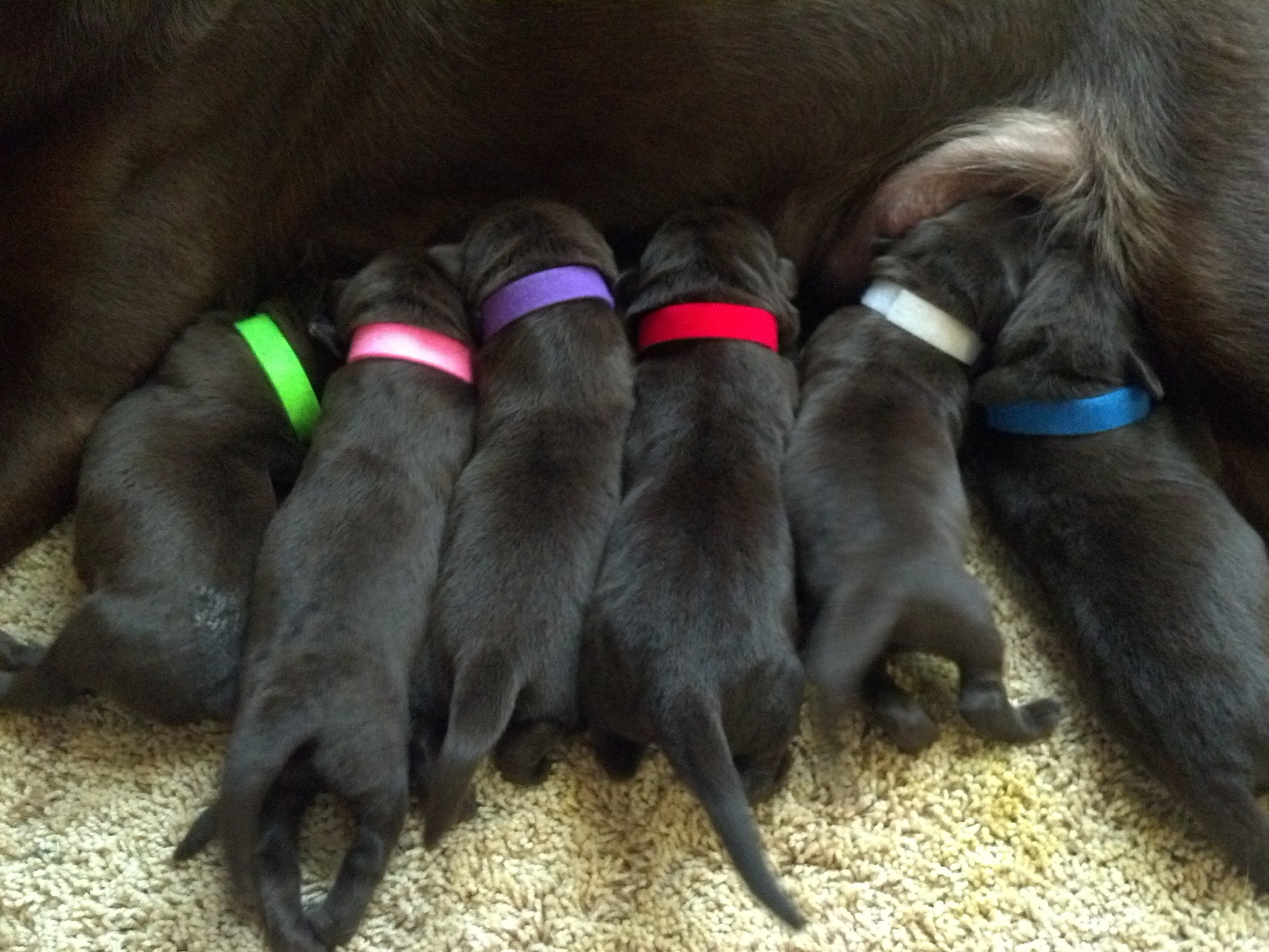 newborn puppy id collars